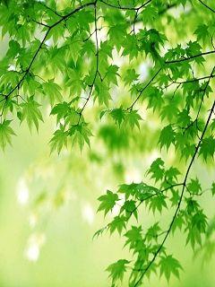 梅影是什么意思